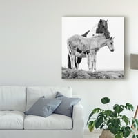 Трговска марка ликовна уметност 'црно -бели коњи I' Canvas Art by Phbburchett