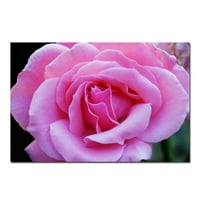 Трговска марка уметност розова и убава платно уметност од Курт Шафер, 16х24